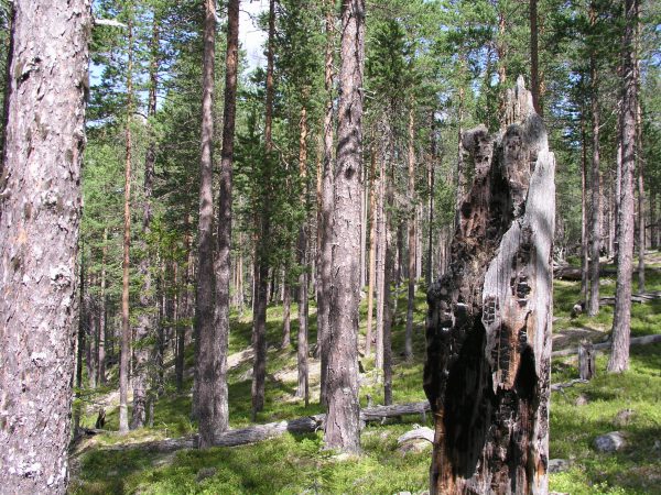Malin Sahlin, Skog