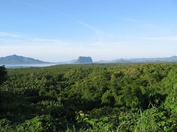 Mangrove
