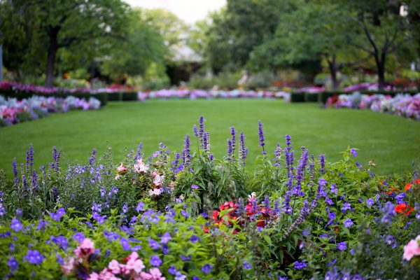 Blommor i park